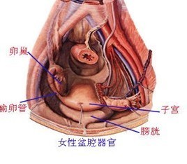 女性盆腔器官